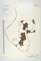 藏品(戟葉菜欒藤)的圖片