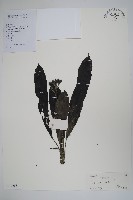 藏品(海檬果)的圖片