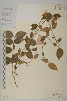 藏品(狹葉衛矛)的圖片