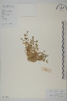 藏品(雀舌草)的圖片