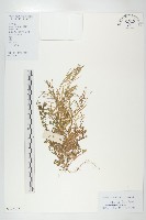 藏品(焊菜)的圖片
