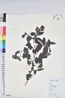 藏品(黑面神)的圖片