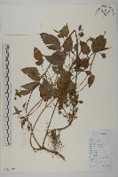 藏品(大花咸豐草)的圖片