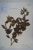 藏品(大葉黃楊)的圖片