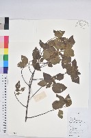 藏品(扛香藤)的圖片