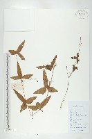 藏品(茅瓜)的圖片