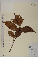 藏品(草珊瑚、紅果金粟蘭)的圖片