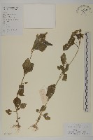 藏品(霍香薊)的圖片