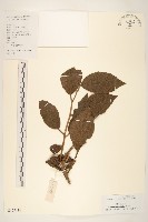 藏品(茄葉斑鳩菊)的圖片