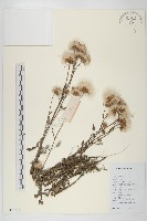 藏品(泥胡菜)的圖片