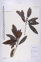 藏品(假輪葉虎皮楠)的圖片