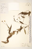 藏品(閩粵千里光)的圖片