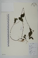 藏品(山蟛蜞菊)的圖片