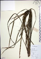 藏品(麥門冬)的圖片