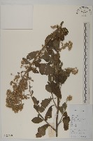 藏品(裂葉艾納香)的圖片