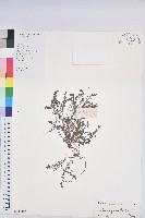 藏品(伏生大戢)的圖片