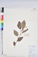 藏品(雞骨香)的圖片