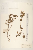 藏品(金鈕釦)的圖片