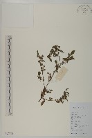 藏品(鱧腸)的圖片