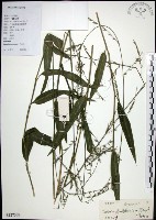 藏品(棕葉狗尾草)的圖片