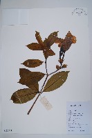 藏品(小花黃蟬)的圖片