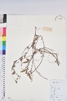 藏品(鐵莧菜)的圖片