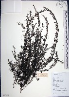 藏品(鐵掃帚、千里光)的圖片