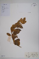 藏品(印度武靴藤)的圖片