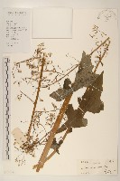 藏品(異葉蒿苣)的圖片