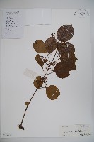 藏品(莢迷)的圖片