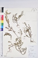 藏品(葉下珠、珠仔草)的圖片