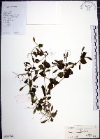 藏品(倒地蜈蚣)的圖片