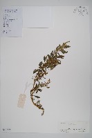 藏品(刺莧)的圖片