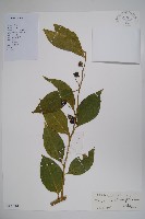 藏品(雷公桔)的圖片