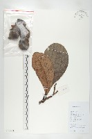 藏品(大花五椏果)的圖片