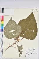 藏品(野桐)的圖片