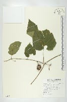 藏品(芋葉括樓)的圖片