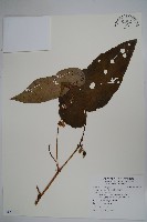 藏品(圓果秋海棠)的圖片