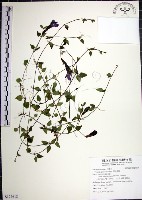 藏品(倒地蜈蚣)的圖片