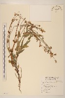 藏品(紫背草)的圖片