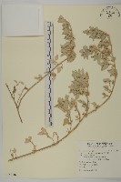 藏品(馬氏濱藜)的圖片