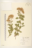 藏品(鯽魚膽、闊苞菊)的圖片