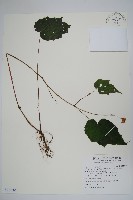 藏品(裂葉秋海棠、巒大秋海棠)的圖片