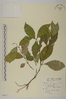 藏品(臺灣及己)的圖片