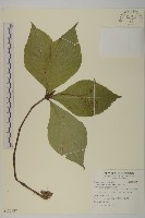 藏品(細枝柃木)的圖片