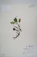 藏品(臺灣附地草)的圖片