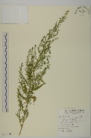 藏品(臭杏、土荊芥)的圖片