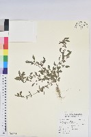 藏品(鐵莧菜)的圖片