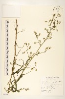 藏品(鵝仔草)的圖片