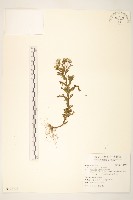 藏品(歐洲黃菀)的圖片